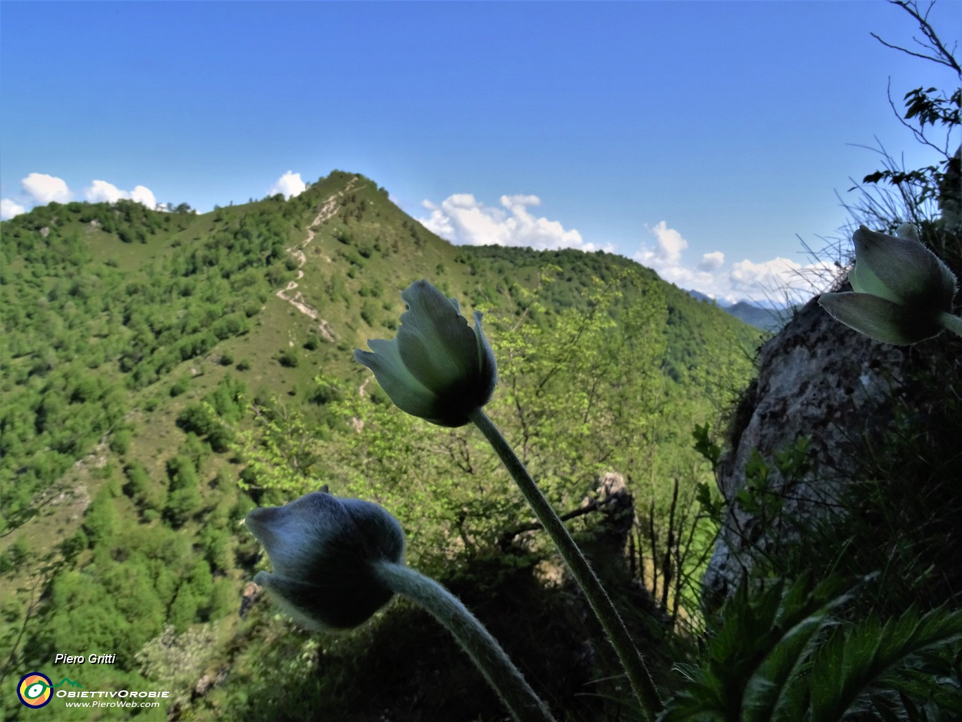 64 Pulsatilla alpina (Anemone alpino) in fioritura.JPG